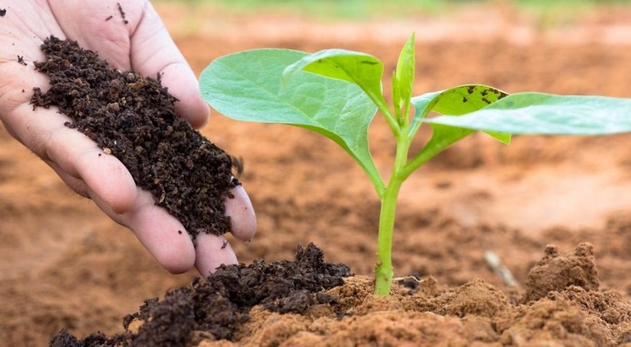 Tips for Maintaining Healthy Soil